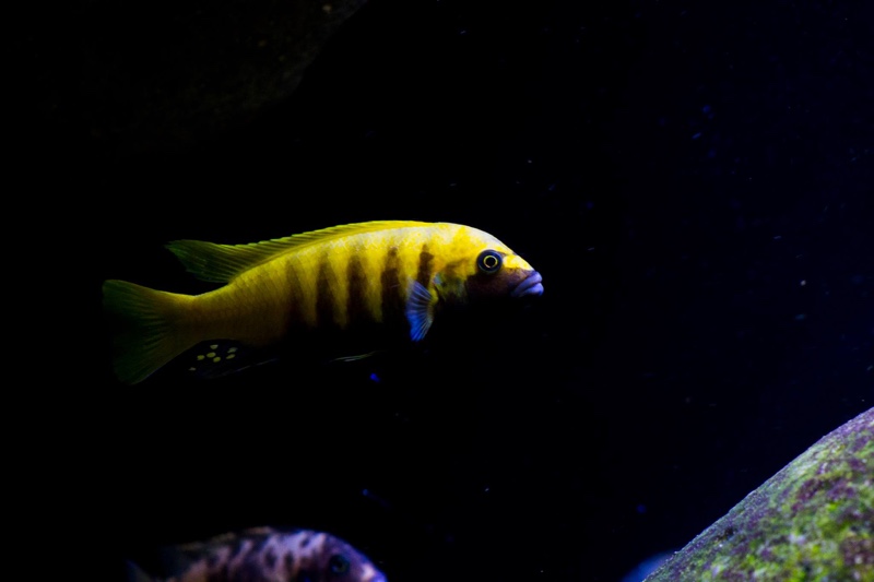 Maylandia sp. 'zebra gold' Kawanga